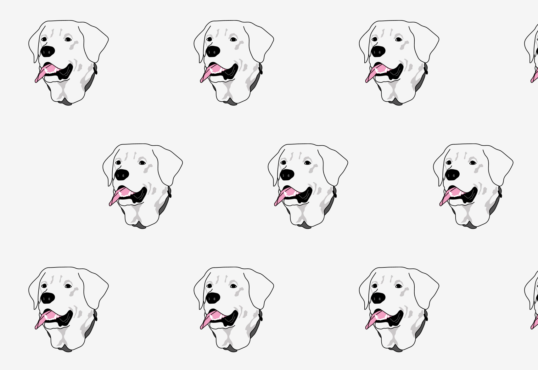 Labrador Retriever Pet Insurance Fetch Pet Insurance